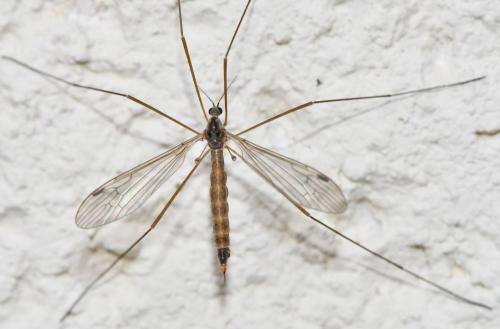 Austrolimnophila sp.